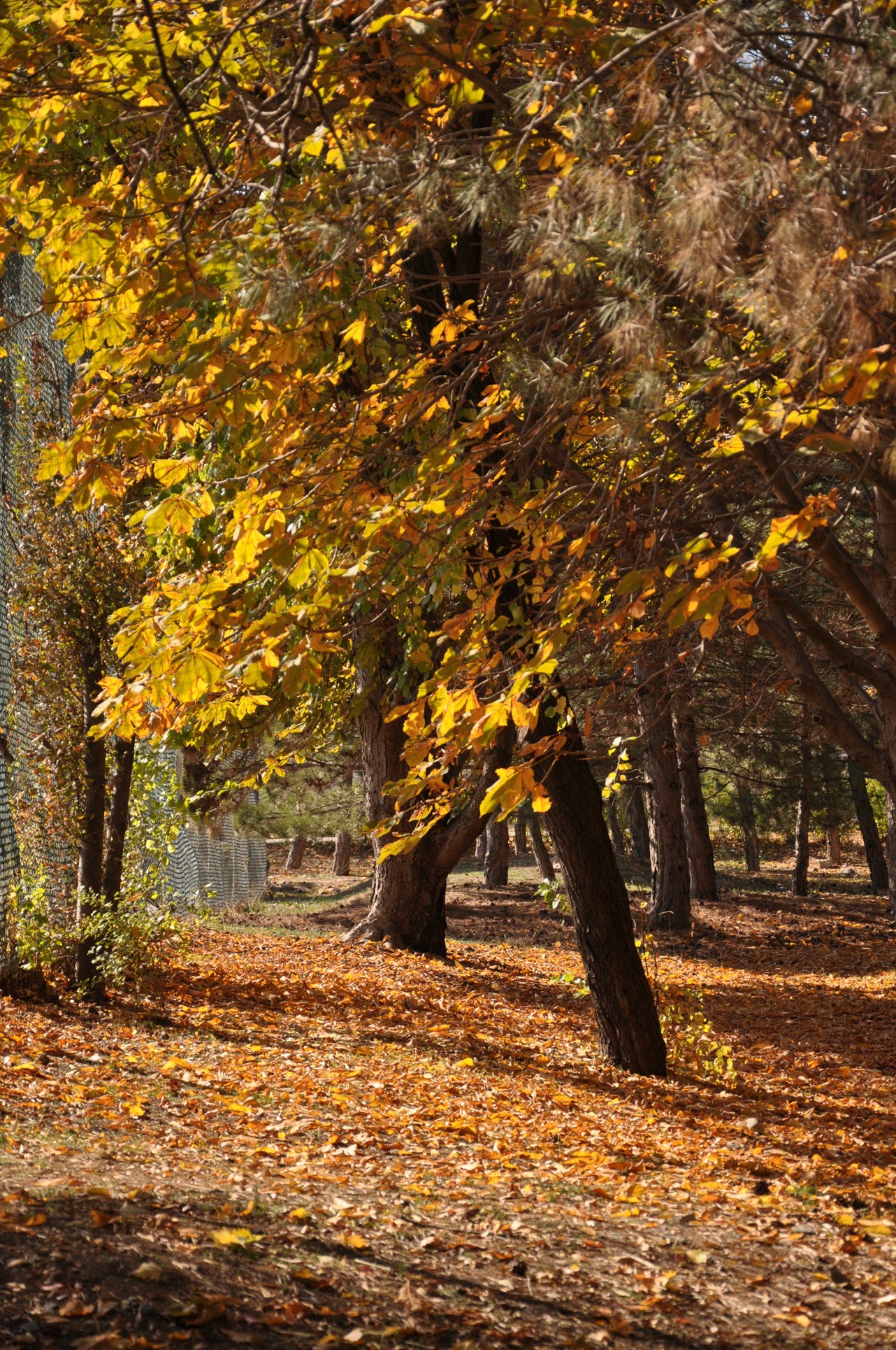 Yellow fall leaves on quad lawn